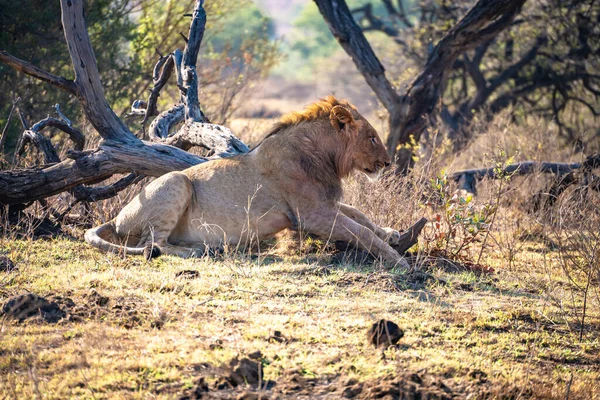 Vahşi Aslanlar, Güney Afrika 'daki Ladysmith' te bulunan Nambiti Hills 'te özel koruma alanıyla gurur duyarlar. Yüksek kalite fotoğraf