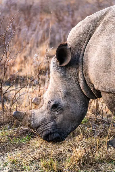 stock image Rhinoceros in a private reserve in Kruger park in South Africa. High quality photo