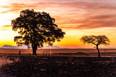 Güney Afrika 'daki Nambiti' de Savannah üzerinde gün batımı manzarası. Yüksek kalite fotoğraf