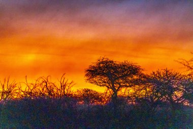 Güney Afrika 'daki Nambiti' de Savannah üzerinde gün batımı manzarası. Yüksek kalite fotoğraf