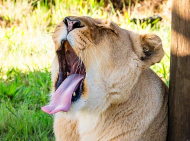 Güney Afrika, Plettenberg Körfezi 'ndeki Tenikwa Vahşi Yaşam Rehabilitasyon ve Farkındalık Merkezi' nde dişi aslan. Yüksek kalite fotoğraf