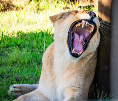 Güney Afrika, Plettenberg Körfezi 'ndeki Tenikwa Vahşi Yaşam Rehabilitasyon ve Farkındalık Merkezi' nde dişi aslan. Yüksek kalite fotoğraf
