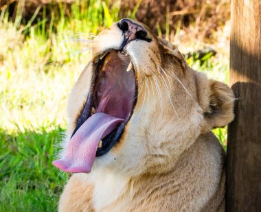 Güney Afrika, Plettenberg Körfezi 'ndeki Tenikwa Vahşi Yaşam Rehabilitasyon ve Farkındalık Merkezi' nde dişi aslan. Yüksek kalite fotoğraf