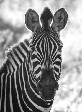 Vahşi zebra, Güney Afrika 'daki Kruger Ulusal Parkı' nda yakın çekim yapıyor. Yüksek kalite fotoğraf