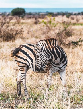 Vahşi zebra, Güney Afrika 'daki Kruger Ulusal Parkı' nda yakın çekim yapıyor. Yüksek kalite fotoğraf