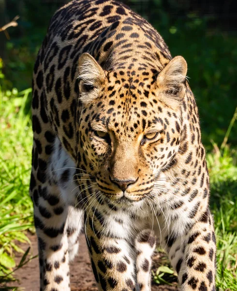 Leopard Tenikwa Wildlife Rehabilitation Awareness Centre Plettenberg Bay South Africa Stock Image