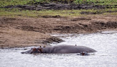 Vahşi su aygırları Güney Afrika 'daki Kruger Ulusal Parkı' na yakın çekim yapar. Yüksek kalite fotoğraf