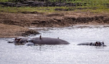 Vahşi su aygırları Güney Afrika 'daki Kruger Ulusal Parkı' na yakın çekim yapar. Yüksek kalite fotoğraf