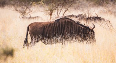 Güney Afrika 'daki Kruger Ulusal Parkı' nda vahşi antiloplar ya da gnu yakın çekimler. Yüksek kalite fotoğraf