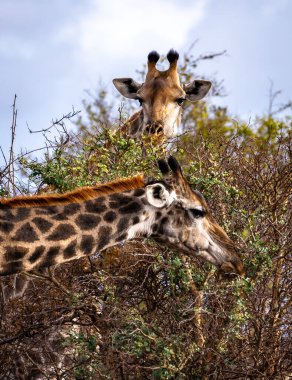 Vahşi Zürafa, Güney Afrika 'daki Kruger Ulusal Parkı' nda yakın çekim yapıyor. Yüksek kalite fotoğraf