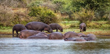 Vahşi su aygırları Güney Afrika 'daki Kruger Ulusal Parkı' na yakın çekim yapar. Yüksek kalite fotoğraf