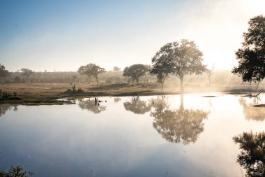 Savannah pond in the morning fog in Kruger National Park, South Africa. High quality photo clipart