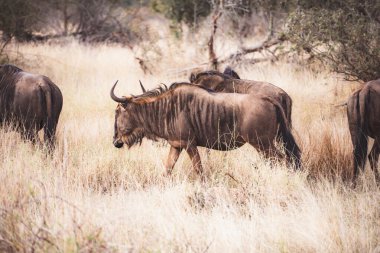 Güney Afrika 'daki Kruger Ulusal Parkı' nda vahşi antiloplar ya da gnu yakın çekimler. Yüksek kalite fotoğraf