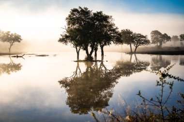 Güney Afrika 'daki Kruger Ulusal Parkı' nda sabah sisinde Savannah göleti. Yüksek kalite fotoğraf