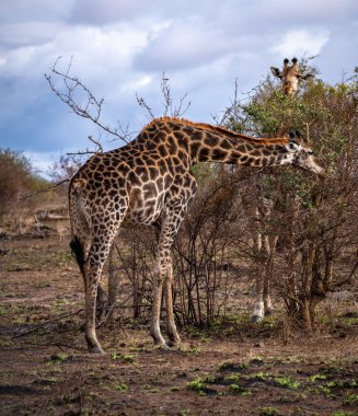 Vahşi Zürafa, Güney Afrika 'daki Kruger Ulusal Parkı' nda yakın çekim yapıyor. Yüksek kalite fotoğraf