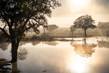 Güney Afrika 'daki Kruger Ulusal Parkı' nda sabah sisinde Savannah göleti. Yüksek kalite fotoğraf