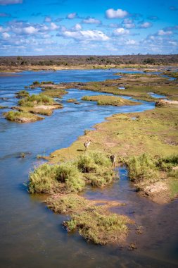 Güney Afrika Kruger Ulusal Parkı 'ndaki Savannah Nehri. Yüksek kalite fotoğraf
