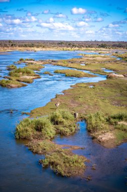 Güney Afrika Kruger Ulusal Parkı 'ndaki Savannah Nehri. Yüksek kalite fotoğraf