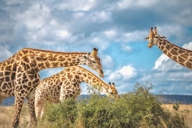 Vahşi Zürafa, Güney Afrika 'daki Kruger Ulusal Parkı' nda yakın çekim yapıyor. Yüksek kalite fotoğraf