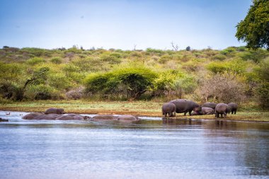 Wild Hippopotamus close ups in Kruger National Park, South Africa. High quality photo clipart