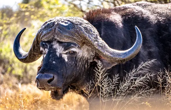 Vahşi Bufalo Güney Afrika 'daki Kruger Ulusal Parkı' nı kapatıyor. Yüksek kalite fotoğraf