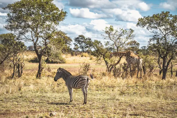 Vahşi Zürafa, Güney Afrika 'daki Kruger Ulusal Parkı' nda yakın çekim yapıyor. Yüksek kalite fotoğraf