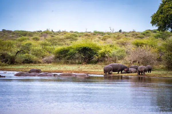 Vahşi su aygırları Güney Afrika 'daki Kruger Ulusal Parkı' na yakın çekim yapar. Yüksek kalite fotoğraf