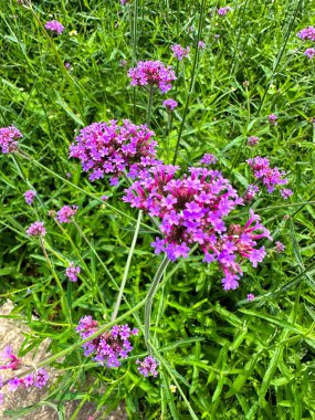 Çiçek bahçesi, Khao Yai 'deki Flora Parkı, Tayland, Güney Doğu Asya