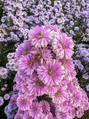 Çiçek bahçesi, Hokkaido Parkı Khao Yai, Tayland, Güney Doğu Asya