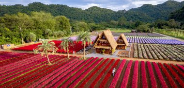Çiçek bahçesi, Hokkaido Parkı Khao Yai, Tayland, Güney Doğu Asya