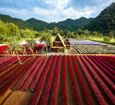 Çiçek bahçesi, Hokkaido Parkı Khao Yai, Tayland, Güney Doğu Asya