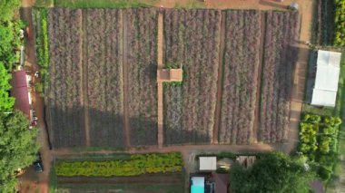 Çiçek bahçesi, Hokkaido Parkı Khao Yai, Tayland, Güney Doğu Asya