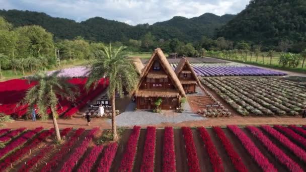 Kwiat Ogród Park Hokkaido Khao Yai Tajlandia Azja Południowo Wschodnia — Wideo stockowe