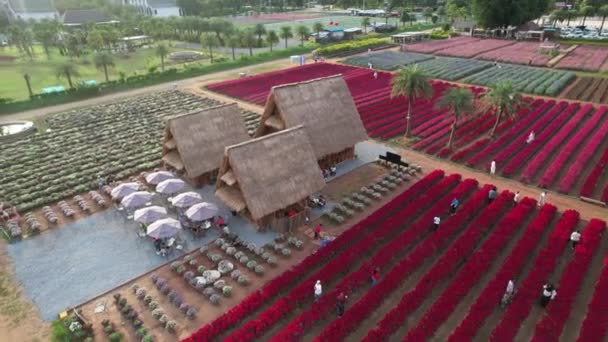 Jardín Flores Parque Hokkaido Khao Yai Tailandia Sureste Asiático — Vídeos de Stock