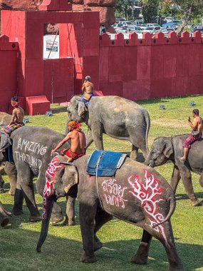 Surin Fil Toplama Festivali 17 Kasım 2023. Yüksek kalite fotoğraf