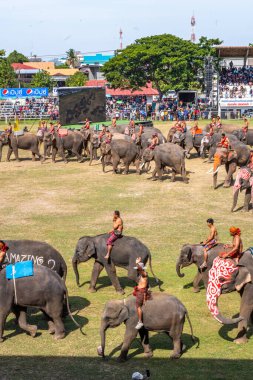 Surin Fil Toplama Festivali 17 Kasım 2023. Yüksek kalite fotoğraf