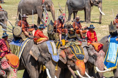 Surin Fil Toplama Festivali 17 Kasım 2023. Yüksek kalite fotoğraf