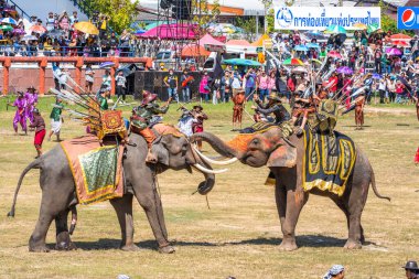 Surin Fil Toplama Festivali 17 Kasım 2023. Yüksek kalite fotoğraf