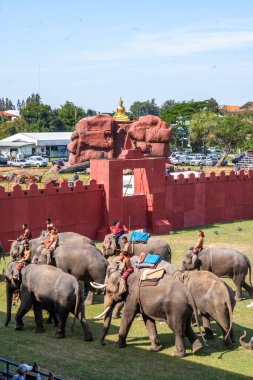 Surin Fil Toplama Festivali 17 Kasım 2023. Yüksek kalite fotoğraf