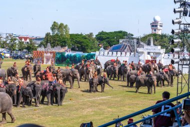 Surin Fil Toplama Festivali 17 Kasım 2023. Yüksek kalite fotoğraf