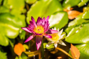 Phuket Tayland 'daki Mai Khao Plaj Tatil Köyü. Yüksek kalite fotoğraf