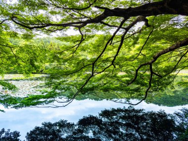 Japonya 'nın Kyoto kentindeki Ryoan-ji tapınağında gölü ve zen bahçesi var. Yüksek kalite fotoğraf