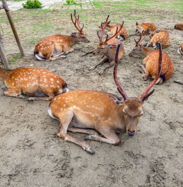 Japonya, Nara 'daki göletli ve geyikli Nara Parkı. Yüksek kalite fotoğraf