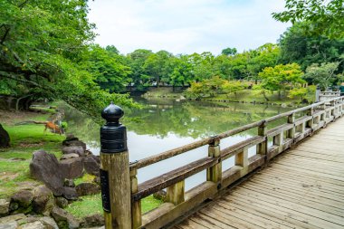 Japonya, Nara 'daki göletli ve geyikli Nara Parkı. Yüksek kalite fotoğraf