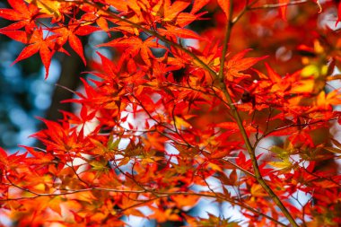 Japonya 'da sonbahar kırmızı yaprakları. Yüksek kalite fotoğraf