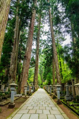 Japonya, Wakayama 'daki Okunoin Mezarlığı. Yüksek kalite fotoğraf