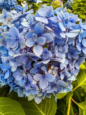 Yagizaki Parkı, Yamanashi, Minamitsuru Bölgesi, Fujikawaguchiko, Kodachi, Japonya. Yüksek kalite fotoğraf