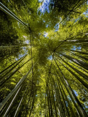 Kamakura, Kanagawa, Japonya 'daki Hokoku ji Tapınağı bambu ormanı. Yüksek kalite fotoğraf