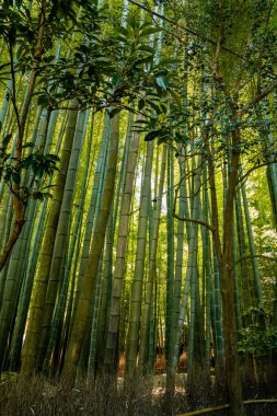 Kamakura, Kanagawa, Japonya 'daki Hokoku ji Tapınağı bambu ormanı. Yüksek kalite fotoğraf