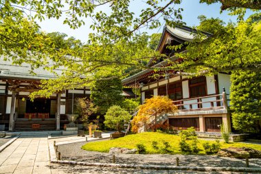 Kamakura, Kanagawa, Japonya 'daki Hokoku ji Tapınağı bambu ormanı. Yüksek kalite fotoğraf